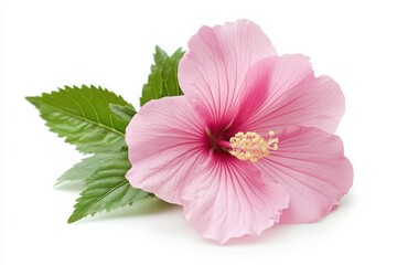 A beautiful pink flower displayed elegantly on a white background for enhanced aesthetics and visual appeal