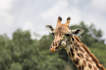 Tall Giraffe in Arusha National park, Tanzania.