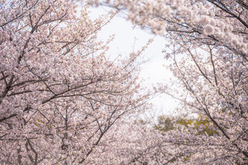 満開の桜に包まれる熊本城の春の並木道