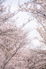 満開の桜に包まれる熊本城の春の並木道