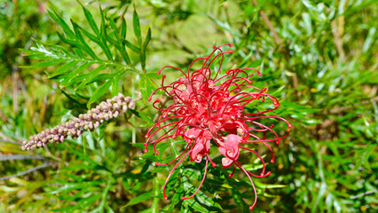 A closeup of a red grevillea flower blooming in the autumn sunshine - Robyn Gordon. 