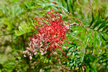 A closeup of a red grevillea flower blooming in the autumn sunshine - Robyn Gordon. 