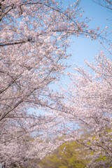 満開の桜に包まれる熊本城の春の並木道