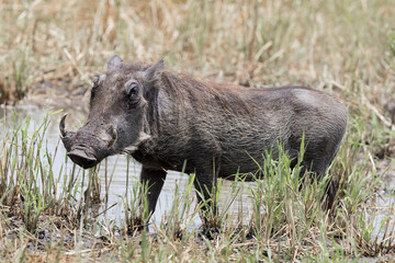 Close up view of Warthogs at Arusha National Park in Tanzania.