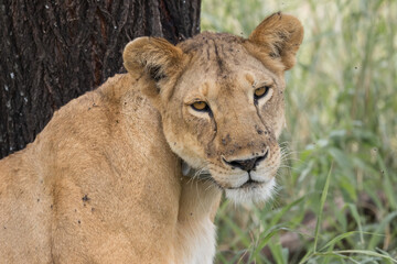 Fototapeta premium Close up view of Lion in Serengeti National park.