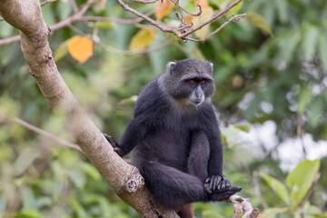 Cute blue Monkey on tree branch in Arusha national park, Tanzania.