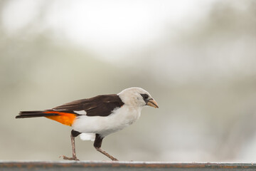 White headed Buffalo Weaver bird close up view