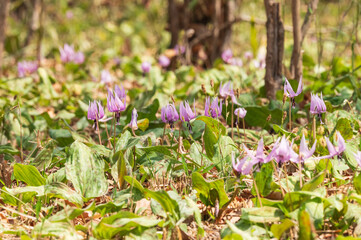 カタクリの花、清瀬中里緑地保全地域2025年3月