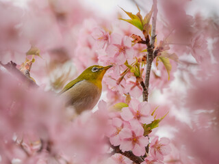 河津桜の中のメジロ