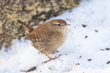 Eurasian Wren Troglodytes troglodytes perched on snow in winter in Greifswald, Germany