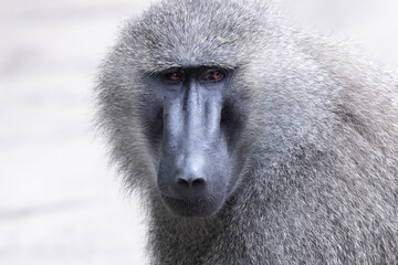 Close up view Olive baboon at Tarangire national park.