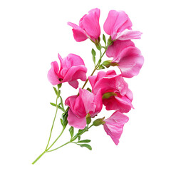Cluster of Bright Pink Sweet Peas Isolated on Transparent Background