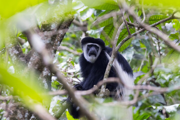 Black and white colobus monkey sitting high in a tree in Arusha National park, Tanzania.