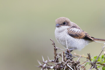 Red-backed shrike bird close up on the tree branch.