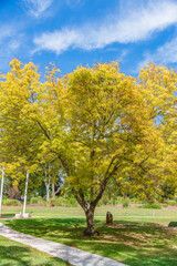 Naklejka premium Early Autumn at Lake Canobolas