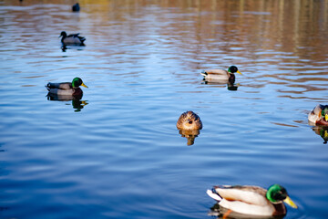 A group of ducks glides effortlessly across the calm surface of the lake The water reflects the...