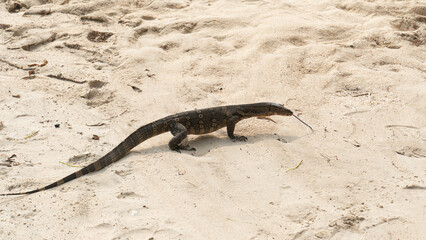Large of Monitor lizard walking on light colored sand. Monitor lizard has a long tail dark body with lighter markings and appears to be moving to the right. Focusing on Monitor lizard movement.
