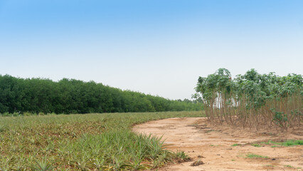 Winding dirt road in an agricultural area. On both sides there are different plants of pineapple...