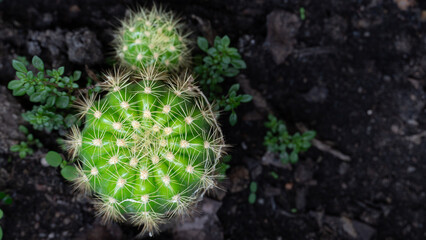 Above of two small round cacti with bright green bodies and white spines growing in dark soil....