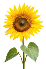 Obraz premium sunflower on white background