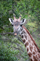 Tall Giraffe in Arusha National park, Tanzania