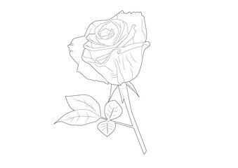 vector lineart of rose