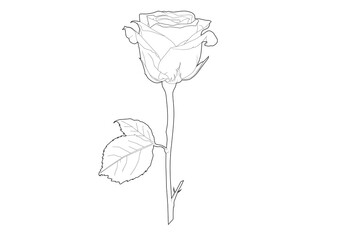 vector lineart of rose