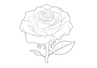 vector lineart of rose