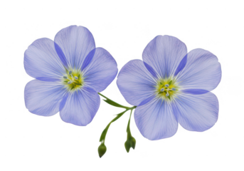 Two flax blossoms against a plain setting close up view on transparent