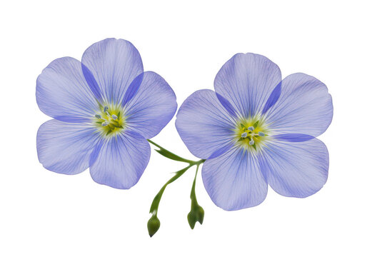 Fototapeta Two flax blossoms against a plain setting close up view on transparent