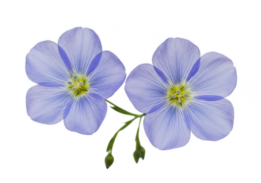 Two flax blossoms against a plain setting close up view on transparent