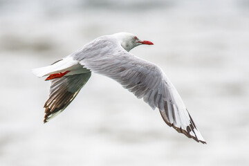Seagull in flight at the Mallacoota Inlet
