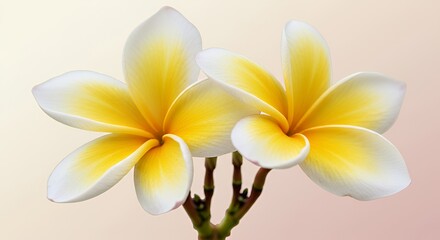 Obraz premium Two Radiant Yellow And White Plumeria Flowers Isolated On Soft Gradient Background