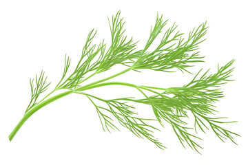 Fototapeta premium Fresh Dill Sprig: Culinary Herb Guide