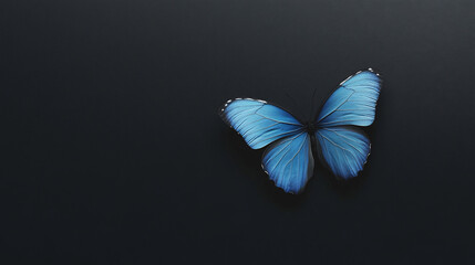 Single blue morpho butterfly on black background. (1)