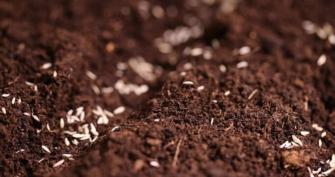 a plot of land mixed with peat in which lettuce seeds are planted, close up