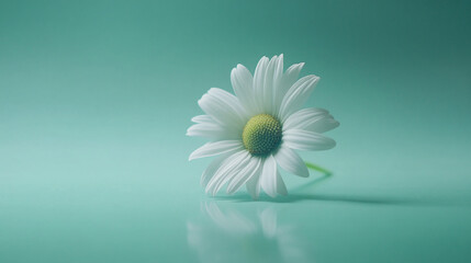 Single white daisy on teal background.