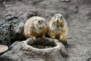 プレーリードッグ