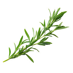 Fototapeta premium A Sprig of Tarragon with Slender Pointed Leaves Isolated on Transparent Background
