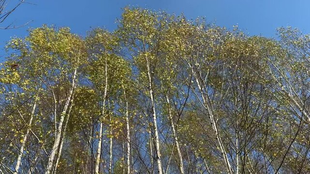 Forest with trees in the foreground and background. The trees are bare and the sky is blue