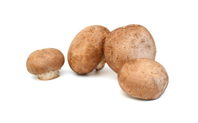 Fototapeta premium Common mushrooms on white background
