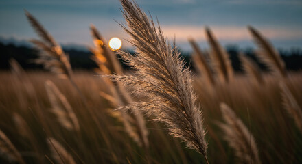 Golden Grass Field Backlit Sunset Closeup Nature Serene