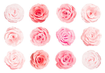 Beautiful paper flowers on white background, collage. Top view