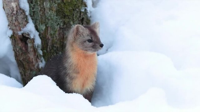 A sable in the snow