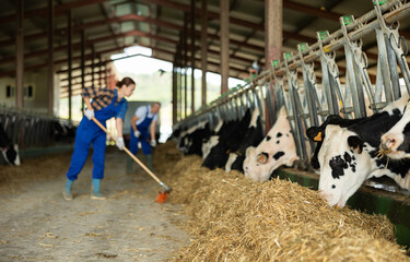 Adult female farmer sweeping hay with broom in cowshed on farm