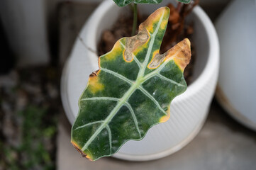 Alocasia amazonica Polly plants with leaf blight disease. Yellowing foliage is one of the most common signs of this issue such as overwatered.