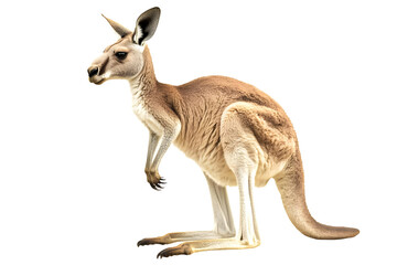 Kangaroo Stands Tall in Aussie Wild