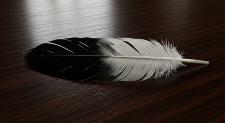 Black and White Feather on Wooden Surface Close Up Still Life