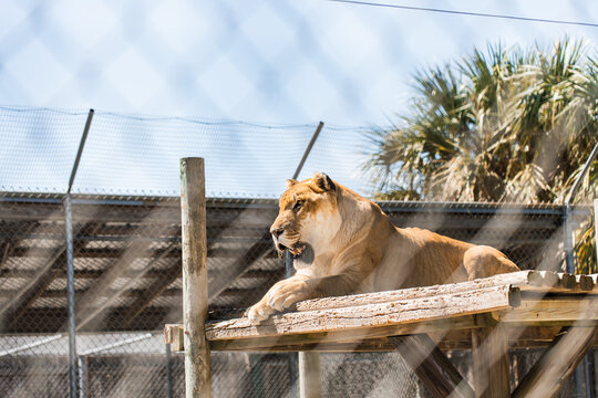 Big liger sitting at the zoo in a cage