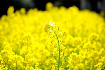 Obraz premium 菜の花